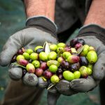 L’olio extravergine di oliva Ravece