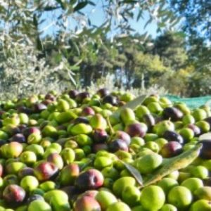 Le Olive Miste 100 kg