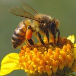 I Vini Azienda Biologica Duchessa de Piano