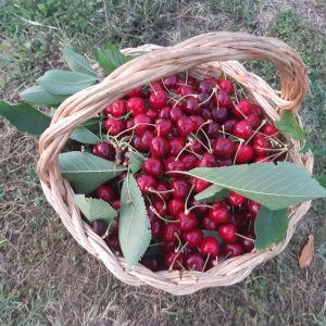 Ciliege della Duchessa 1kg