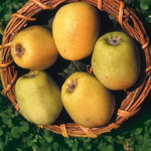 Mele limoncella della Duchessa 1kg