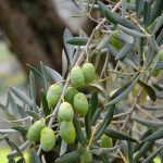 Le Olive dell’ Irpinia