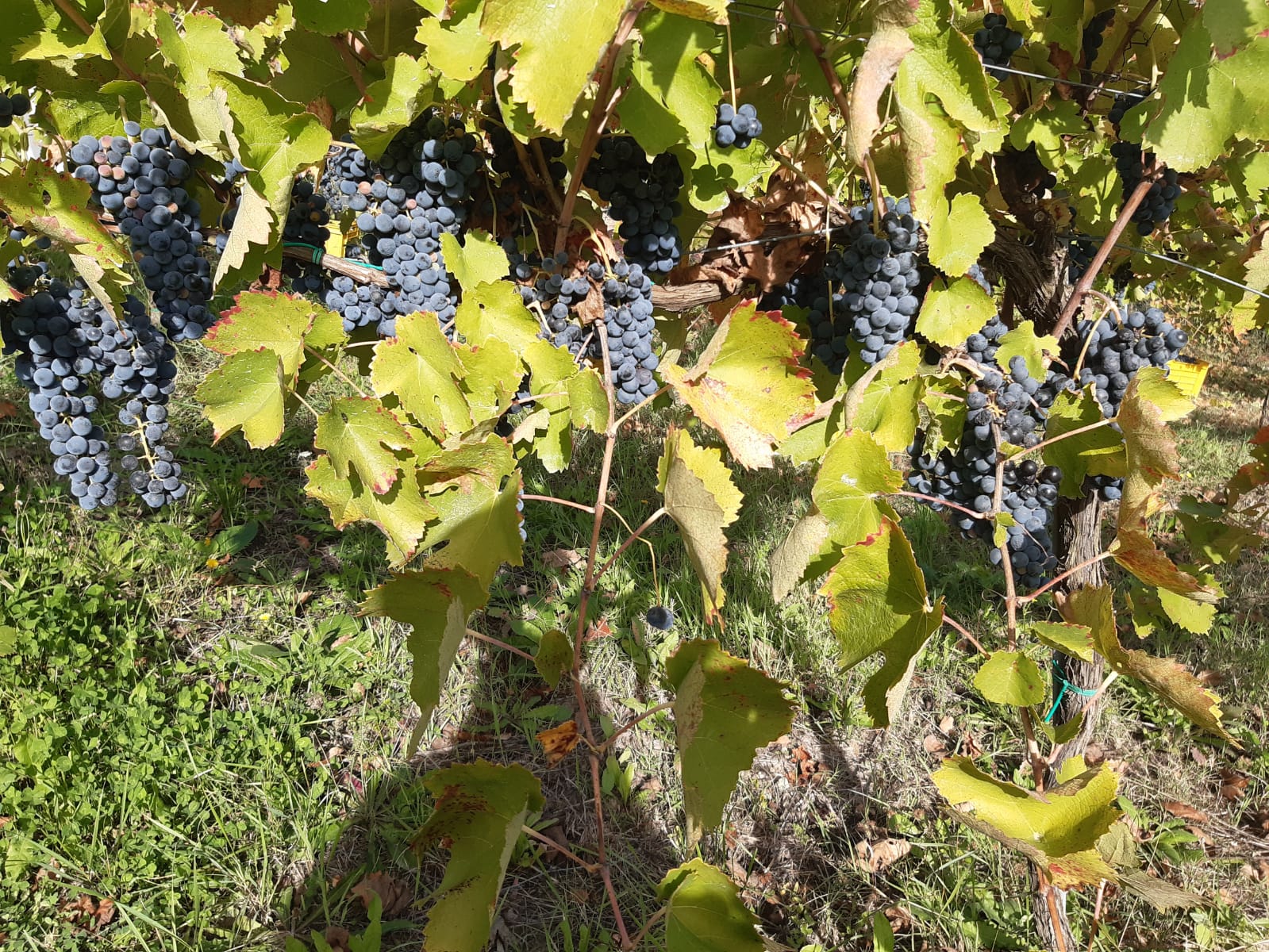 Vino Merlot 0,75cl - immagine 2