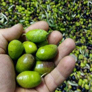 Le Olive Ravece 100kg