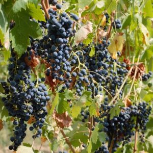 Vino Aglianico Lasco 0,75cl