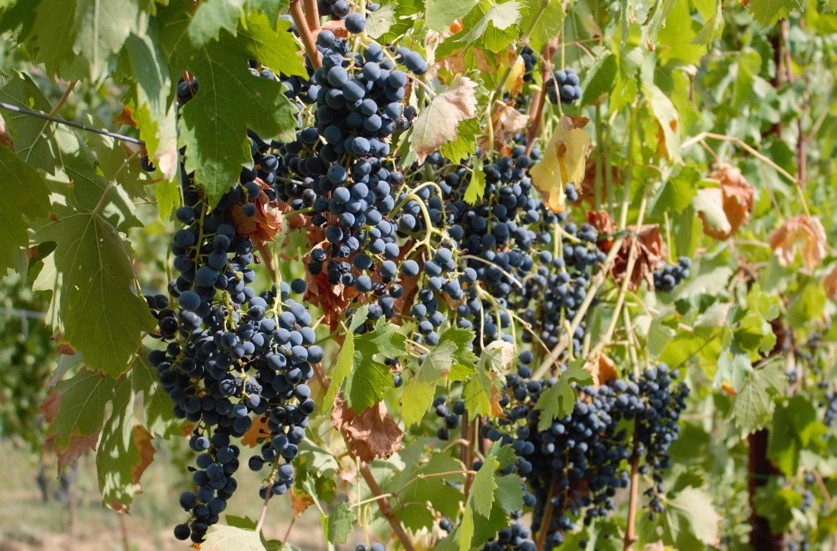 Vino Aglianico Lasco 0,75cl